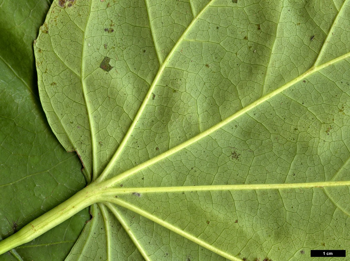 High resolution image: Family: Araliaceae - Genus: Fatsia - Taxon: polycarpa